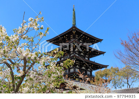 春天的櫻花和五層寶塔“兵庫縣” 春天的櫻花和五層寶塔“兵庫縣” 97794935
