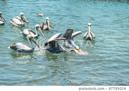 pelicans fight for food in the ocean water 97795024