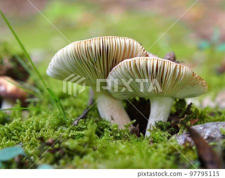 Keshohatsu的生態照片 97795115