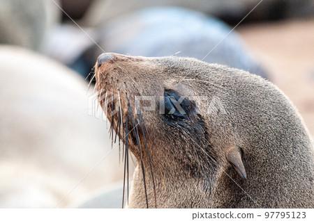 Seal colony at the Skeleton Coast Seal colony at the Skeleton Coast 97795123