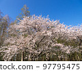 Sakura in Mizumoto Park 97795475