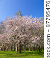 Sakura in Mizumoto Park 97795476