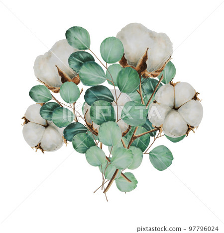 Bouquet with cotton flowers and eucalyptus branches watercolor Bouquet with cotton flowers and eucalyptus branches watercolor 97796024
