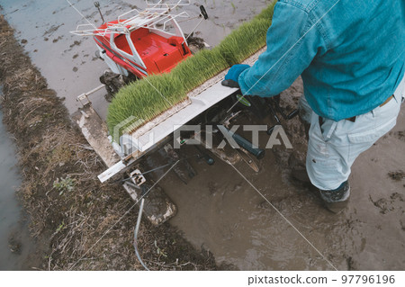 rice planting, rice transplanter, gents 97796196