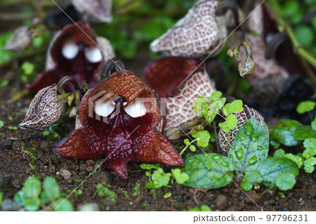Aristrokia·Salva Drensis Aristrokia·Salva Drensis 97796231