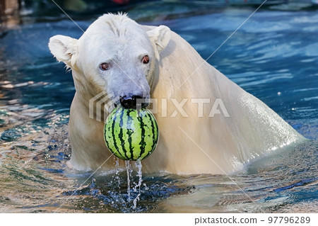 A polar bear lifting a watermelon in the water with its mouth 97796289