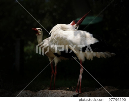 White storks cluttering 97796290