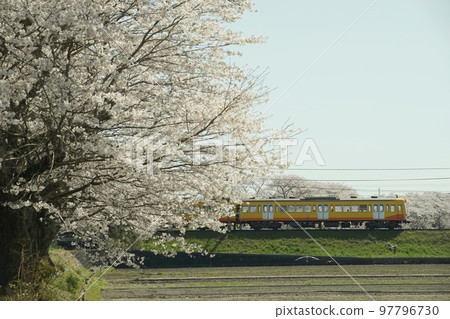 851 series local train running on the Sangi Railway/Sangi Line in spring with cherry blossoms 851 series local train running on the Sangi Railway/Sangi Line in spring with cherry blossoms 97796730