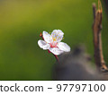 Plum blossoms in full bloom 97797100