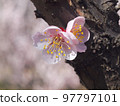 Plum blossoms in full bloom 97797101
