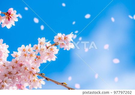 [Sakurafubuki 材料]櫻花，藍天和櫻花暴風雪圖像[長野縣] 97797202