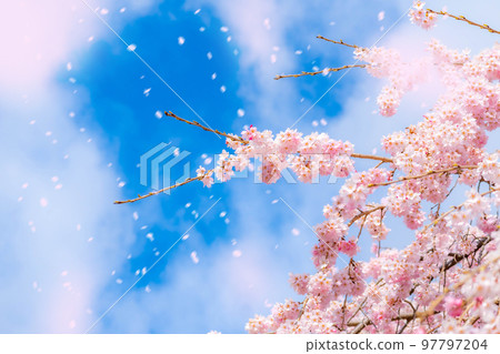 [Sakurafubuki material] Cherry blossoms, blue sky and cherry blossom blizzard image [Nagano Prefecture] 97797204