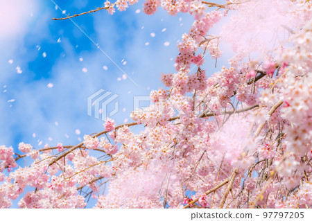 [Sakurafubuki 材料]櫻花，藍天和櫻花暴風雪圖像[長野縣] 97797205