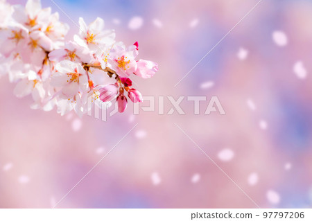 [Sakurafubuki 材料]櫻花，藍天和櫻花暴風雪圖像[長野縣] 97797206