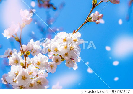 [Sakurafubuki 材料]櫻花，藍天和櫻花暴風雪圖像[長野縣] 97797207