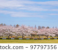 Cherry blossoms in full bloom at Misato Park 97797356