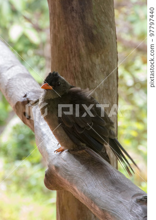 Seychelles bird Bulbul Seychelles bird Bulbul 97797440