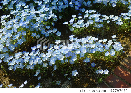 Nemophila flower 97797481