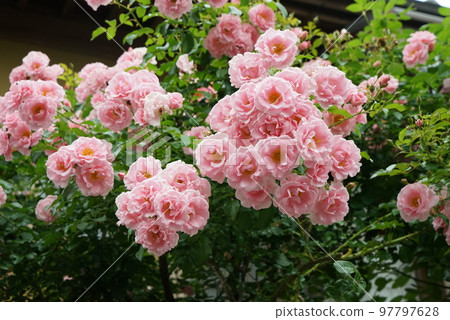 玫瑰 玫瑰 97797628