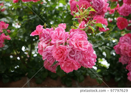 玫瑰 玫瑰 97797629