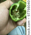 青椒內的棉鈴蟲幼蟲 97798040