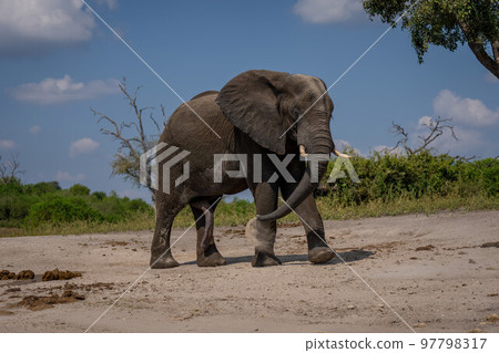 African elephant walks throwing sand over body 97798317
