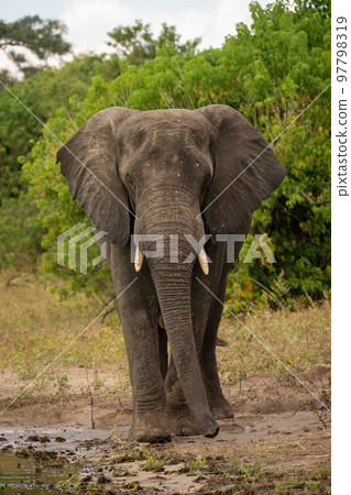 African elephant walks towards camera on beach 97798319