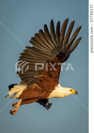 African fish eagle flies in warm light 97798337