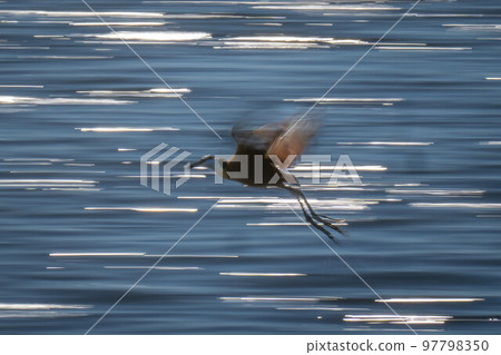 Slow pan of African jacana crossing water 97798350