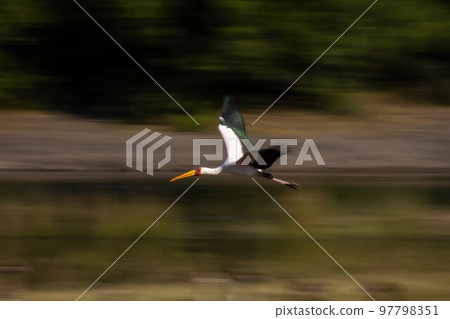Slow pan of yellow-billed stork over river 97798351