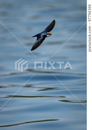 Wire-tailed swallow with catchlight glides over river 97798366