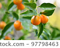 Kumquat fruit close-up 97798463