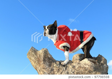 Mighty, a Boston terrier wearing Santa Claus clothes and staring at wild birds from a tree under the blue sky in Aigo no Sato, Hatoyama Town. 97798508