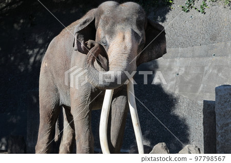 Indian elephant 97798567