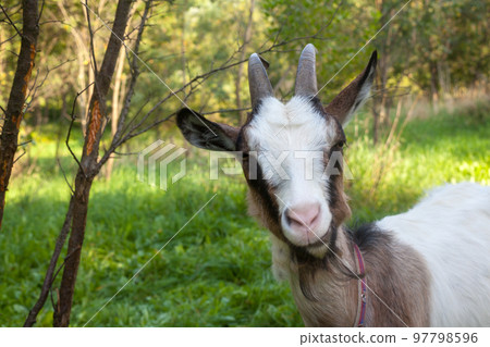 Horned brown goat. 97798596