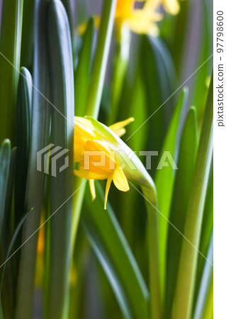 Yellow Narcissus flowers 97798600