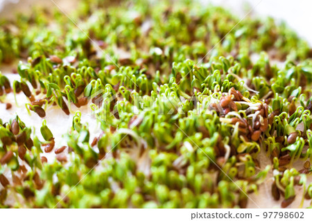 Sprouting of the seeds (linseeds) Sprouting of the seeds (linseeds) 97798602