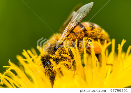 Honey bee covered with yellow pollen collecting nectar from dandelion flower. 97799391