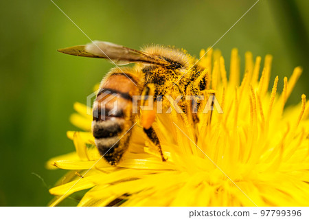 Honey bee covered with yellow pollen collecting nectar from dandelion flower. 97799396