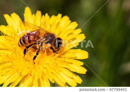 Honey bee covered with yellow pollen collecting nectar from dandelion flower. Honey bee covered with yellow pollen collecting nectar from dandelion flower. 97799401