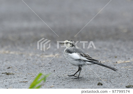 Hakusekirei 97799574