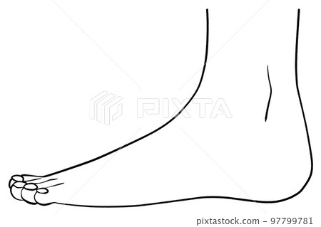 Illustration of the left leg seen from the side 97799781
