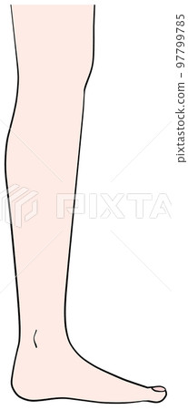 Illustration of the left leg seen from the side Illustration of the left leg seen from the side 97799785