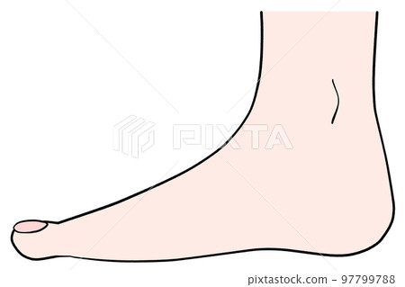 Illustration of the right leg seen from the side 97799788