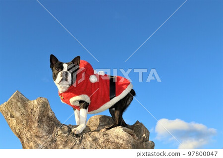 Mighty, a Boston terrier looking cute at the blue sky in a Santa Claus costume from the top of a tree in Aigo no Sato, Hatoyama ♡ 97800047