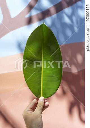 Green leaf in hand against the background of a textured colored street wall. Minimal, creative, design concept. Green leaf in hand against the background of a textured colored street wall. Minimal, creative, design concept. 97800123