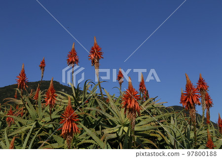 Shimoda Shirahama Aloe Festival Shimoda Shirahama Aloe Festival 97800188