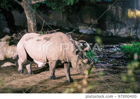 【#Tennoji Zoo】Rhino at Night Safari 97800400