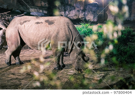【#Tennoji Zoo】Rhino at Night Safari 【#Tennoji Zoo】Rhino at Night Safari 97800404