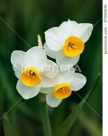 Daffodil (Natural texture photography) 97800646